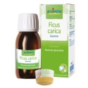 Ficus Carica Boi Mg 60ml Int